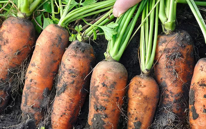 Чтобы морковь порадовала урожаем и вкусом, нужно обязательно использовать эту подкормку. Почему я раньше этого не знала?